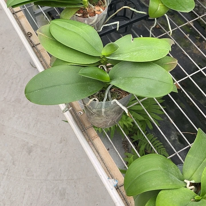 当前无花栽培后可以开花3.5寸双苗盲盒剪过剑
