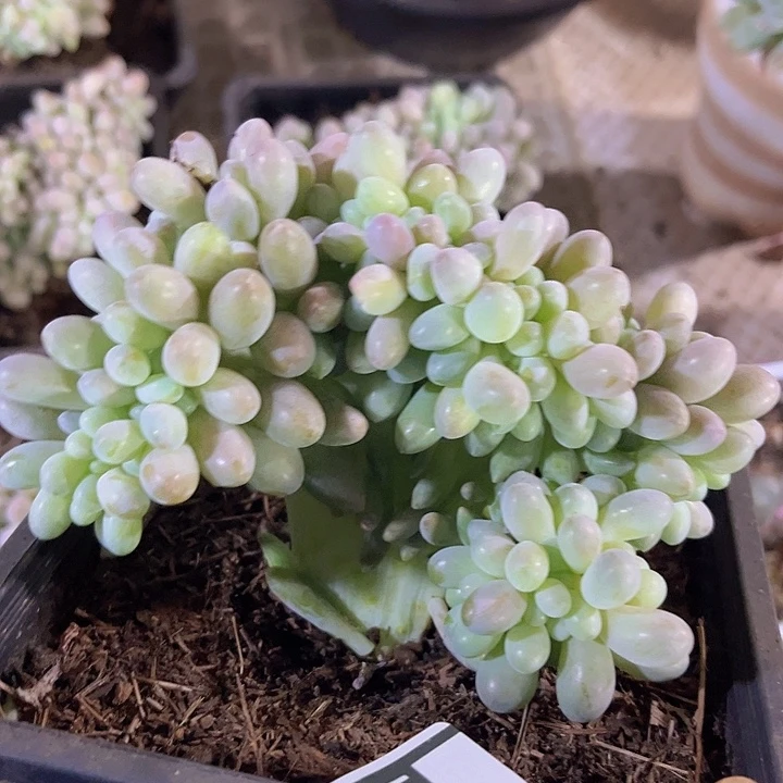 粉恋缀0721多肉植物