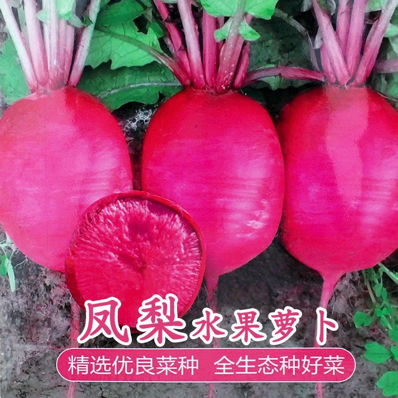 凤梨红心水果萝卜种子甜脆心里美满堂红萝卜种籽阳台蔬菜玉米种植
