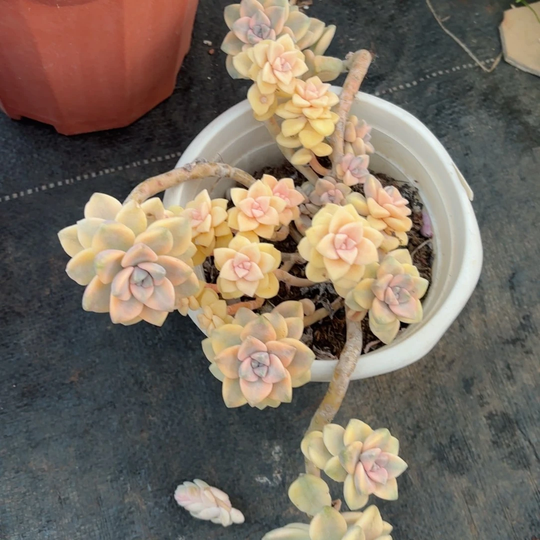 ?****?美杏锦30-67。