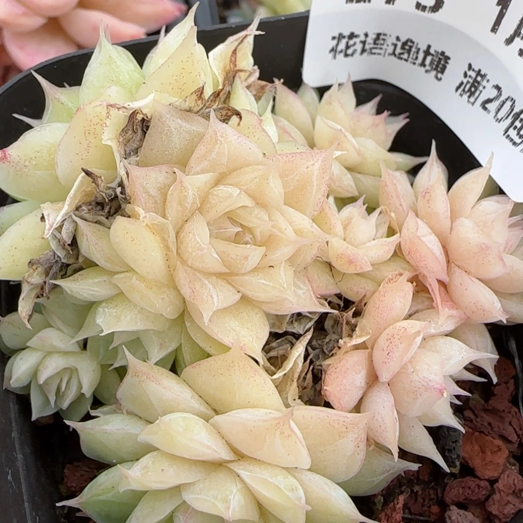 花语逸镜0129-273