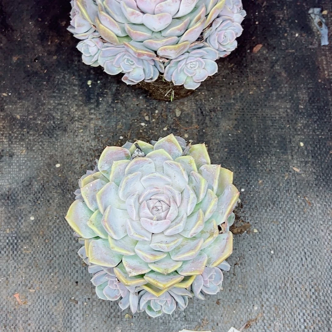 汉堡手捧花，一物一拍