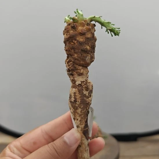 51飞头蛮大戟顺丰到付