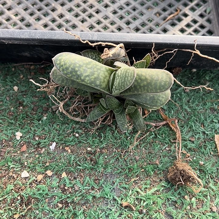 子宝群，一物一拍，