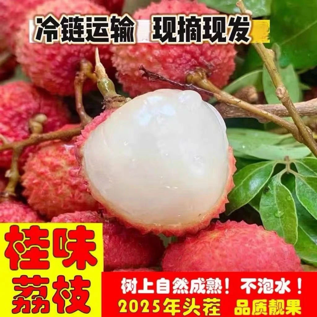 广东高州正宗桂味荔枝老树品质新鲜现摘清甜多汁冷链发货