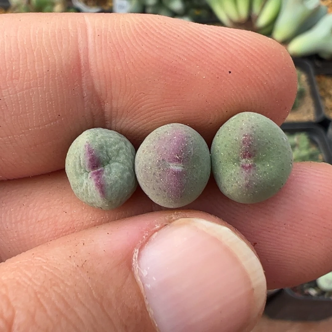 佛***怀28-45肉锥多肉植物