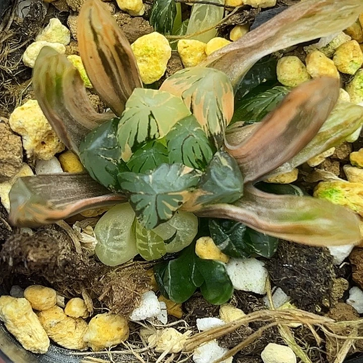 5多头老川玉露锦头家多肉十二卷