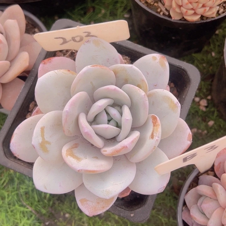 健健康康平平安安