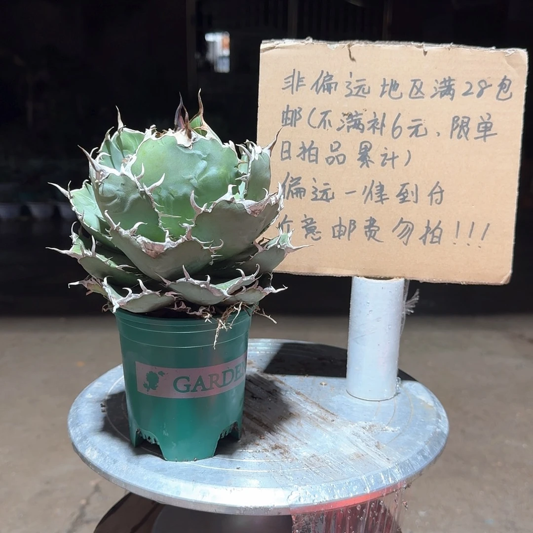 完全开放正版白鲸仁王冠