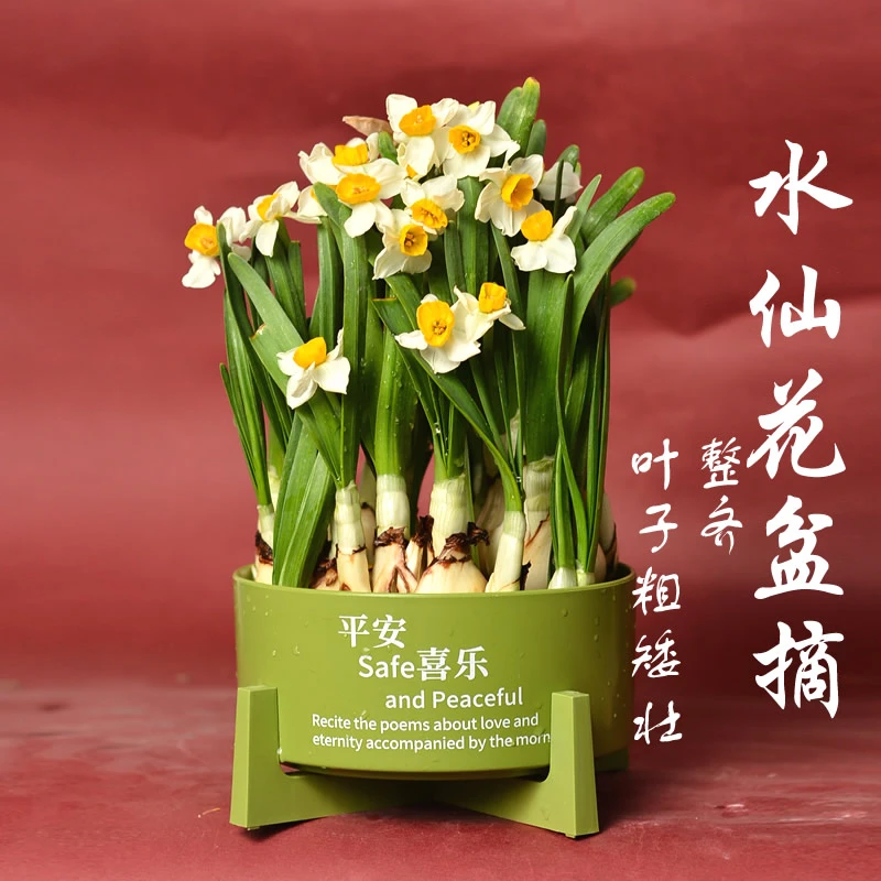 [福建省花]水仙花盆栽春节款自产自销漳州正宗水仙花室内绿植整套