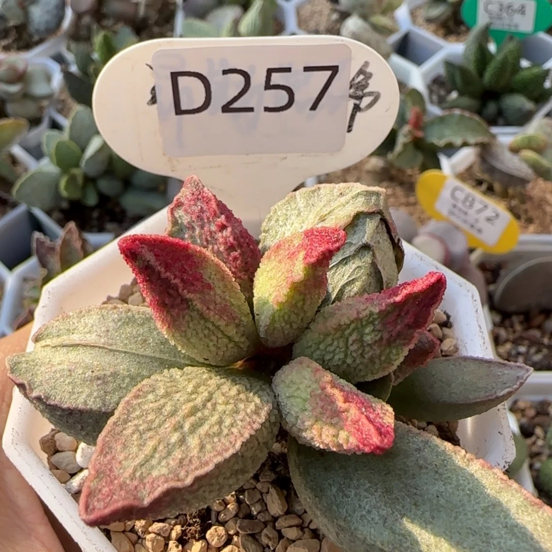 粉红猪肝。   257。