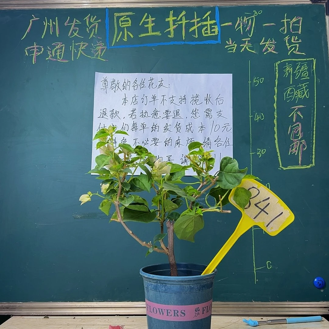 当前无花栽培后可以开花 粗杆 暗斑丽人 841
