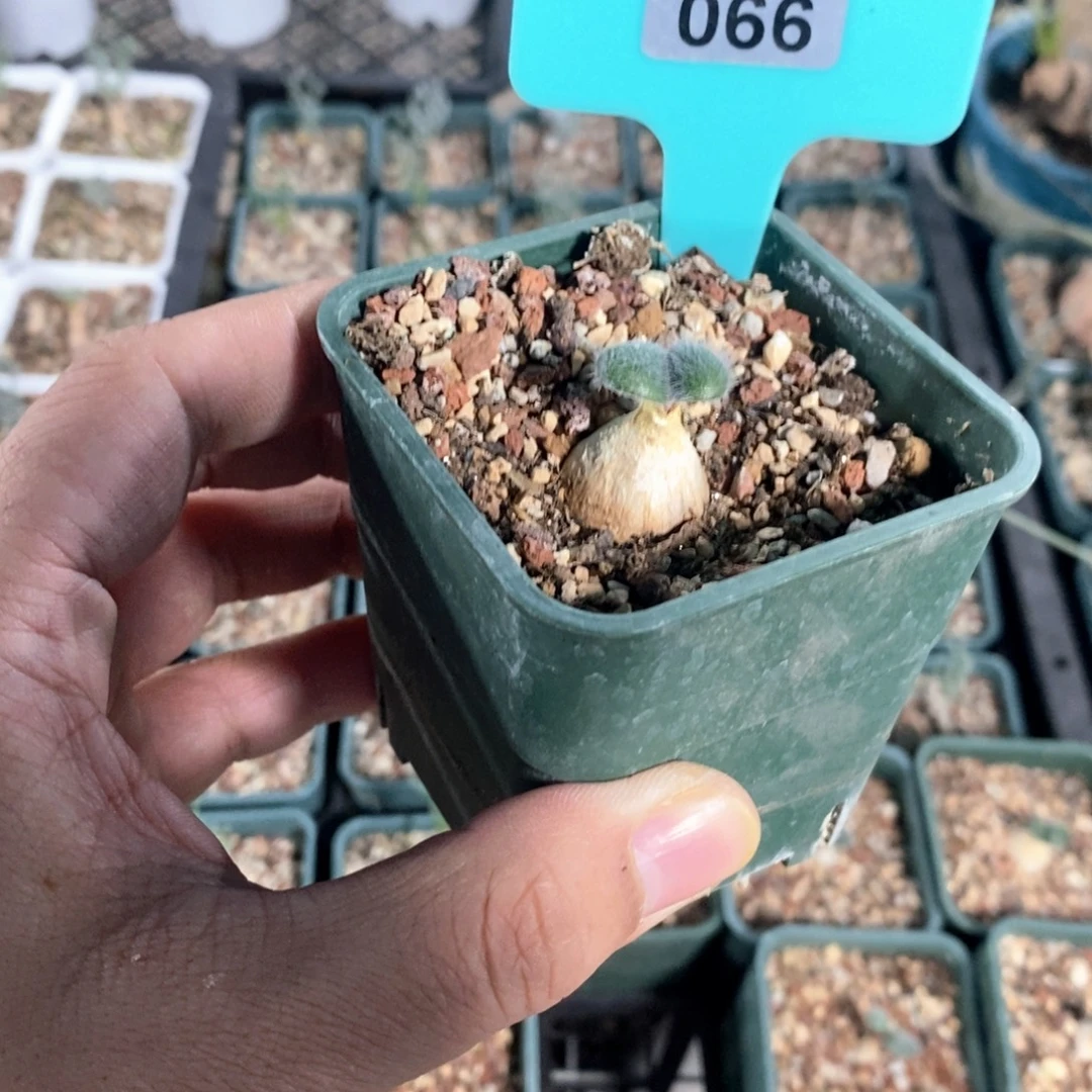 毛叶石蒜多肉植物