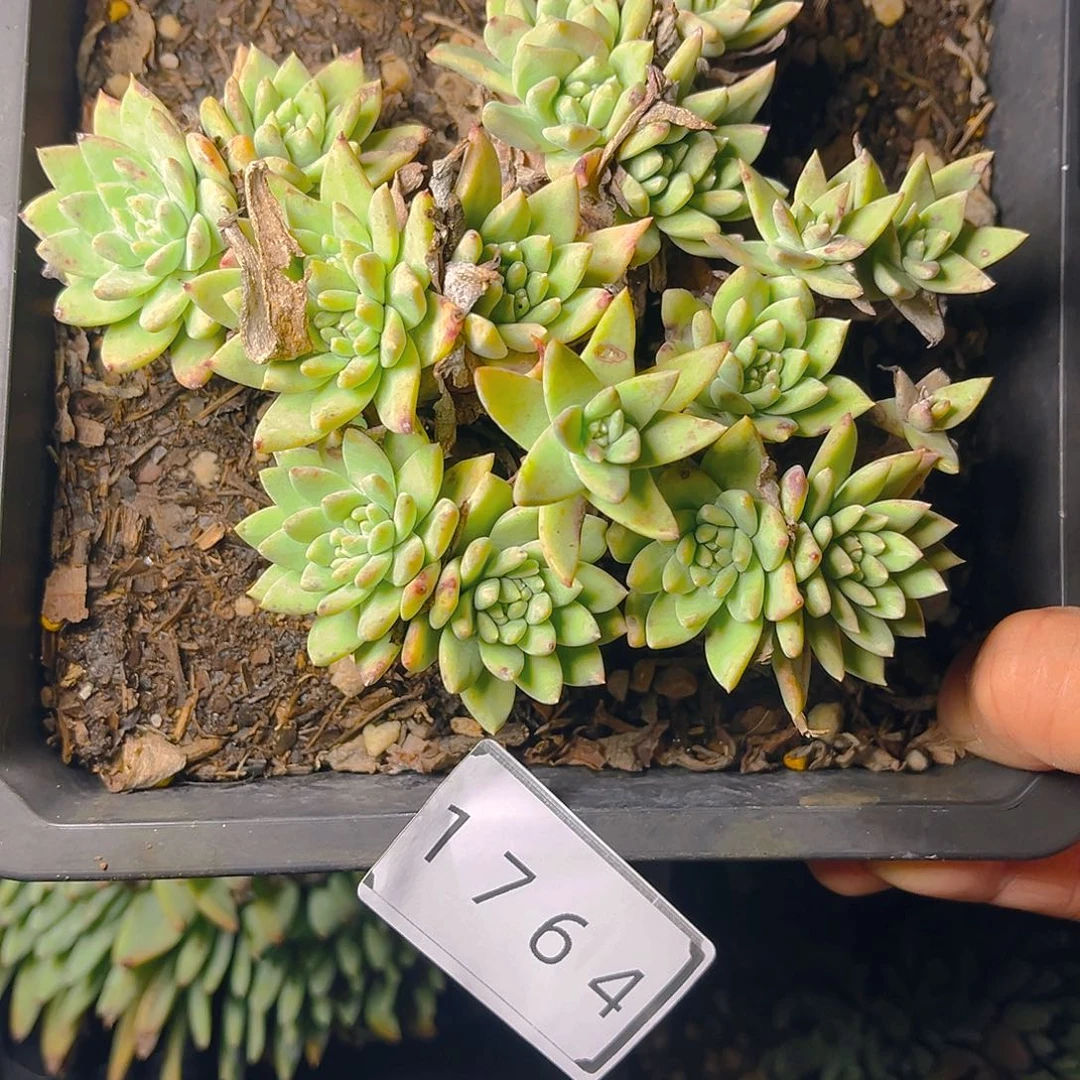 丸叶白雪老桩多头1764