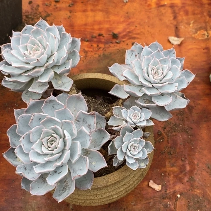 蓝石莲老桩多肉无砍