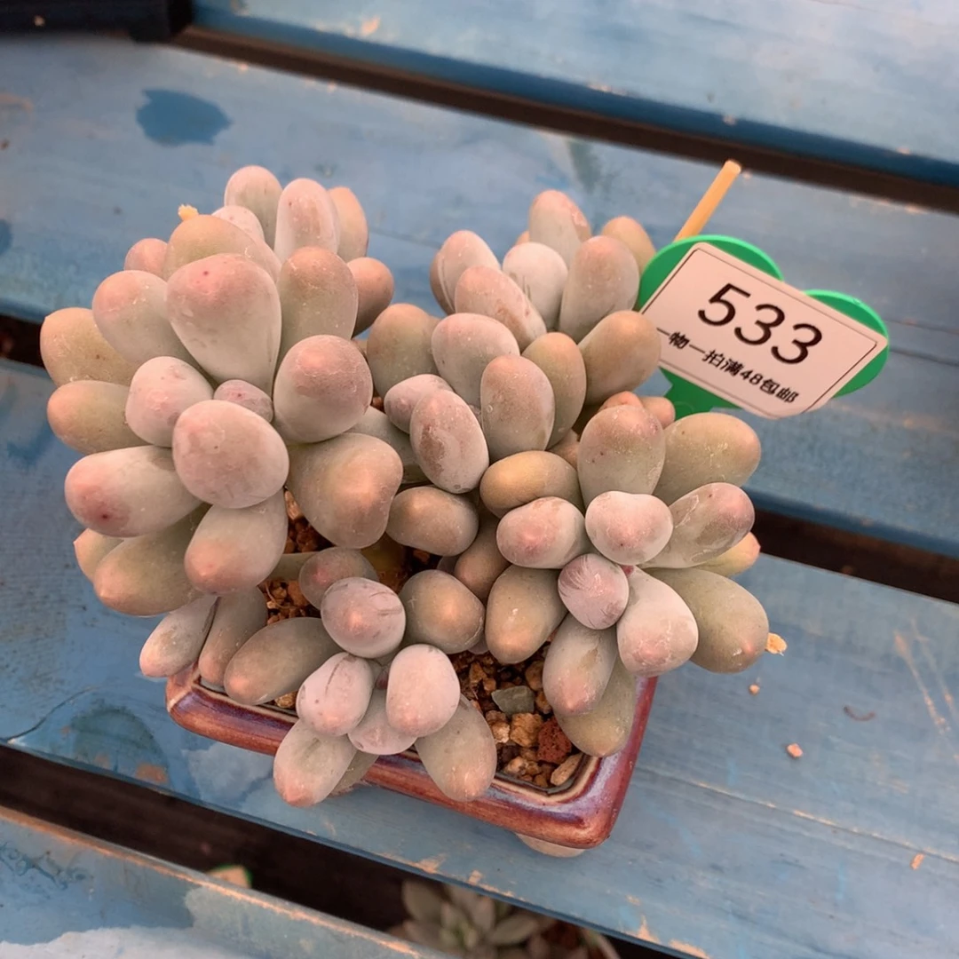 米可奶无砍老桩533