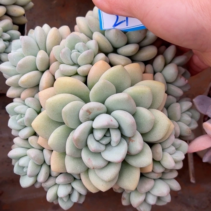 21泡泡平平安安健健康康