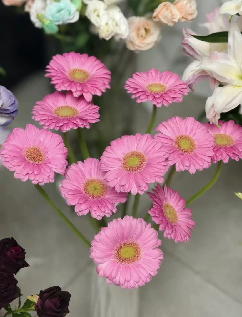【陌上花开】20支波妞非洲菊-非洲菊