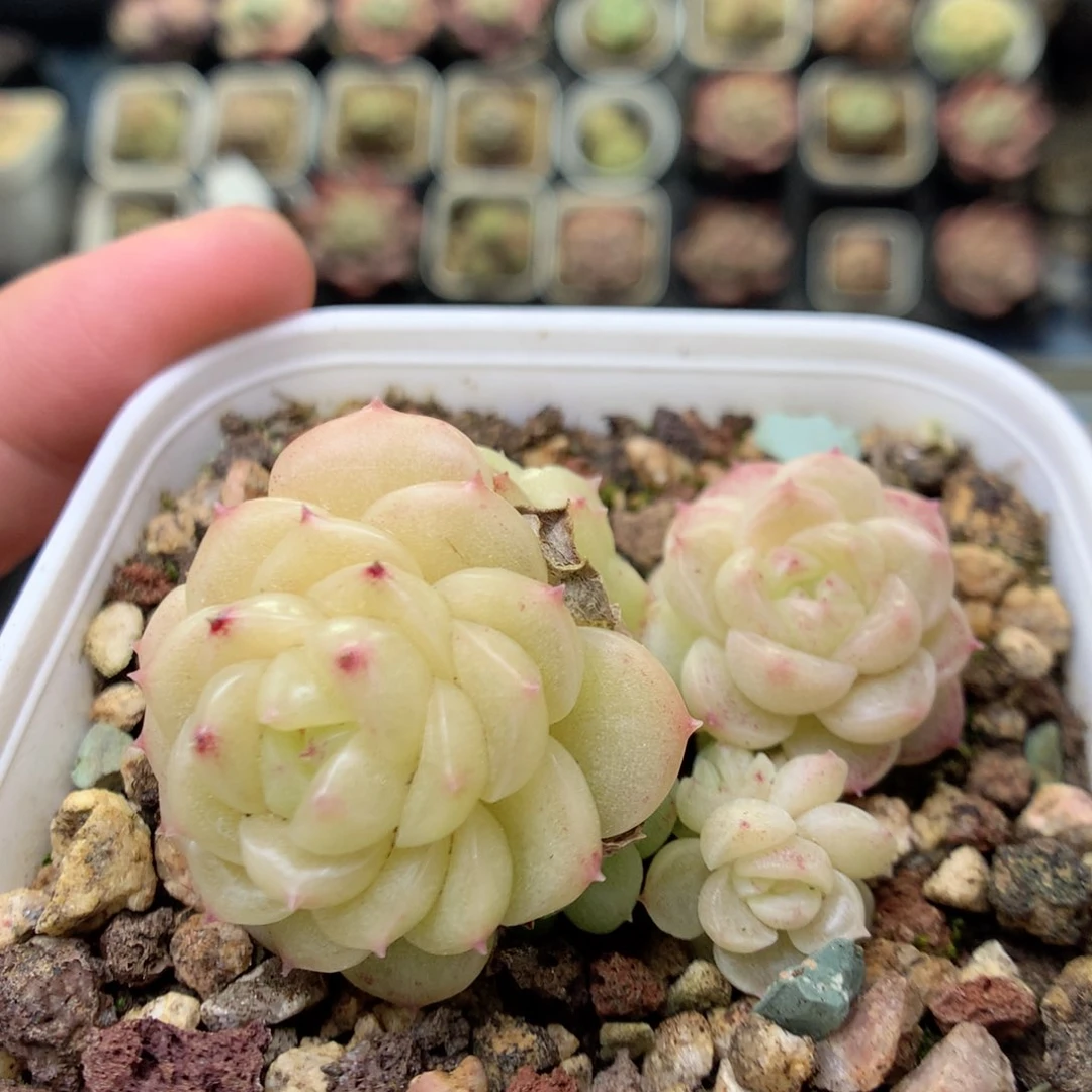 Q103 ，20包邮两天凑单偏远地区不发货
