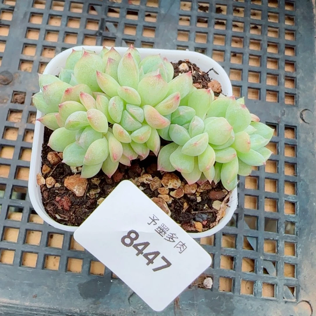 珍妮小树，8447多肉植物
