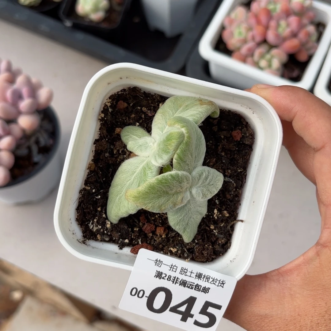 断崖女王多肉多肉多肉