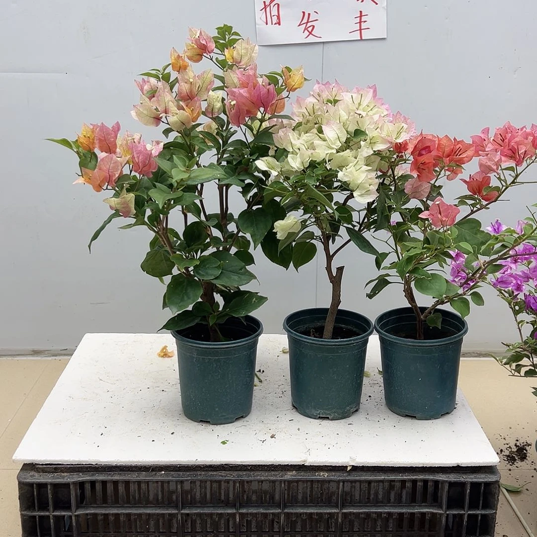 大部分花苞少量开放浅彩虹，绿樱，不甜西瓜组合