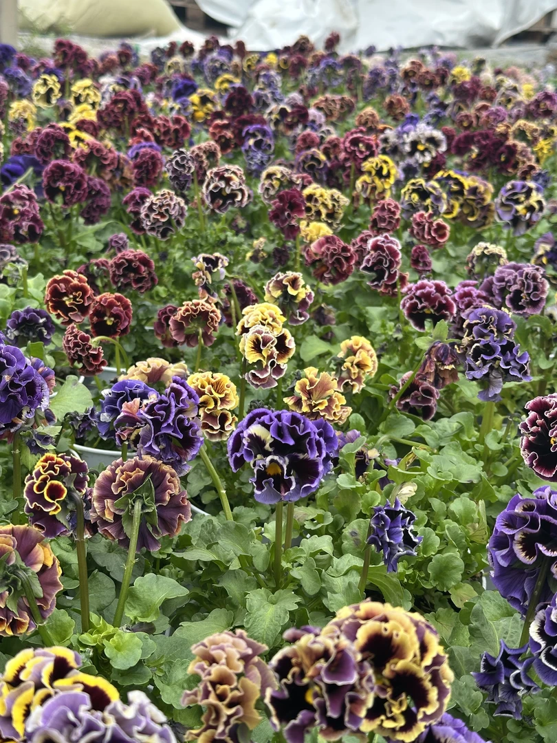 角堇德古拉 日系皱边品种 开花带花苞 阳台庭院耐寒冬季开花