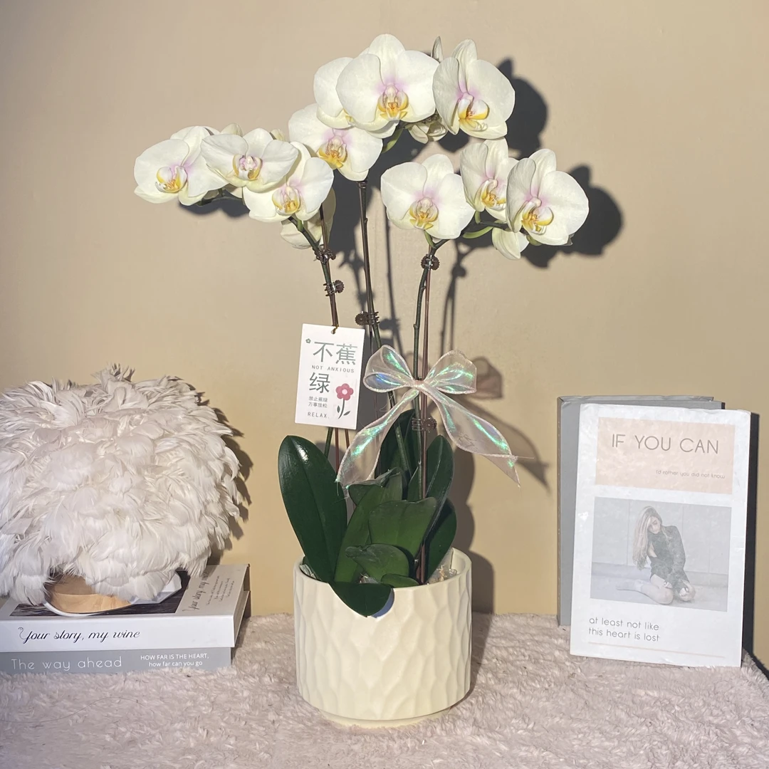 秘密花园  巴黎魅惑  欧洲进口蝴蝶兰 马卡龙 室内精品观赏 真花