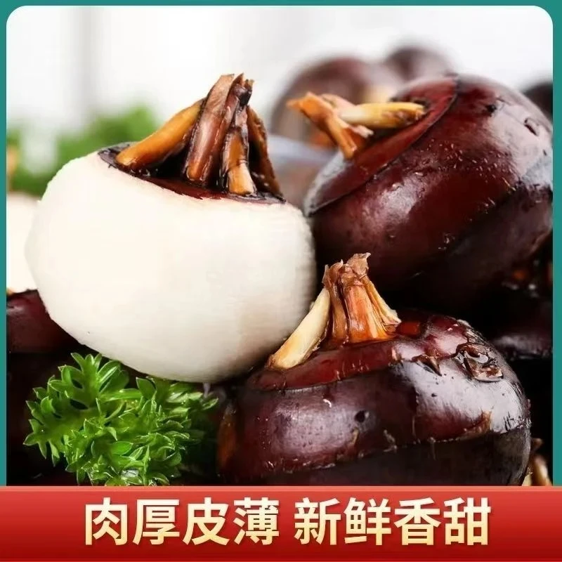广西水果马蹄新鲜现挖荸荠甘甜多汁生吃脆口原产地带泥发坏果包赔