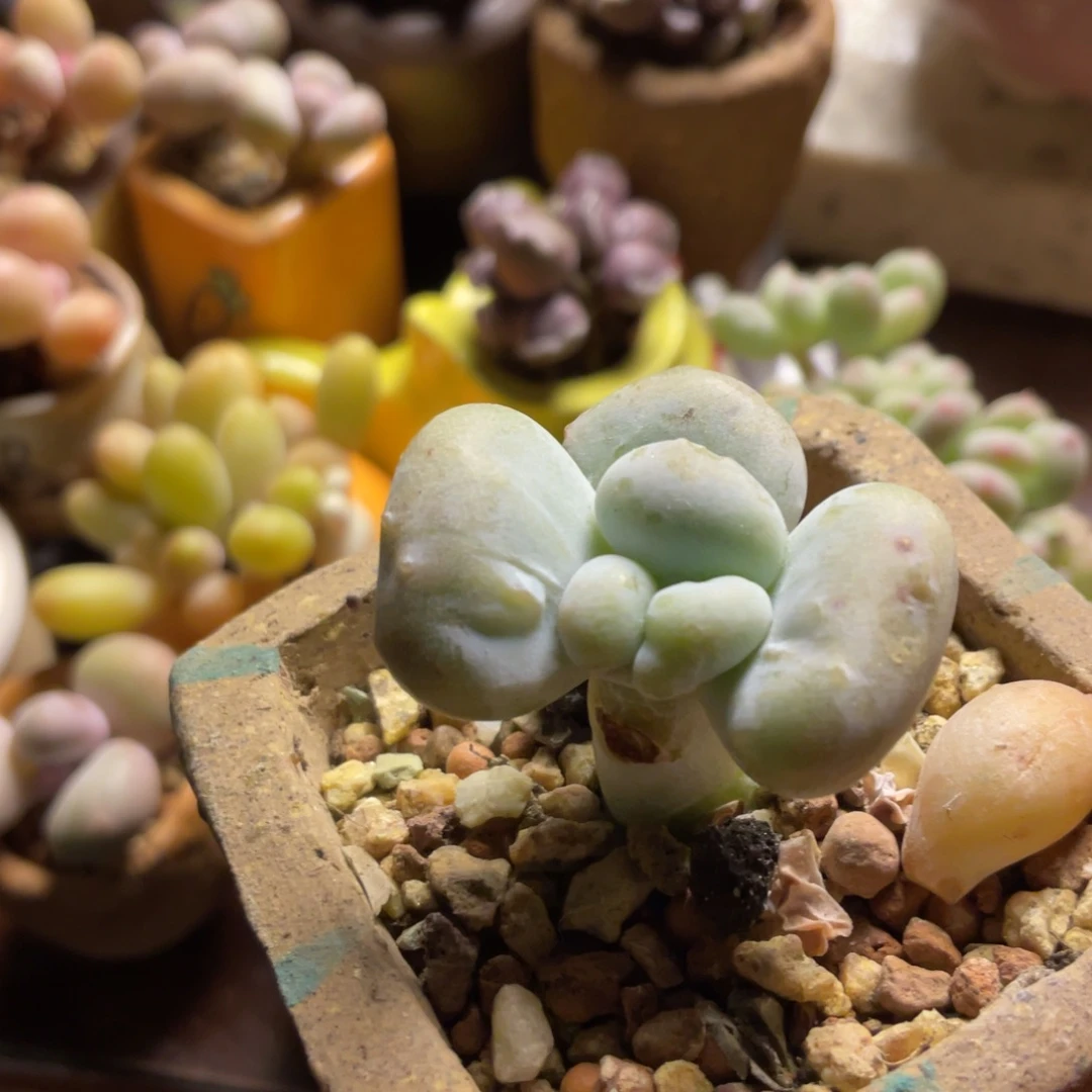 油煎奶酪多人奶酪