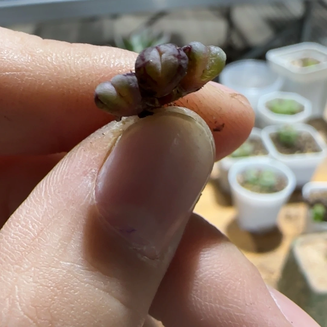 凯***呢9-538ppppppduor多肉