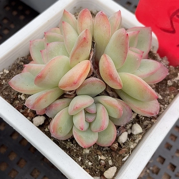 多肉植物泡芙群511