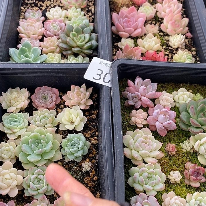 30 多肉植物盆栽花卉