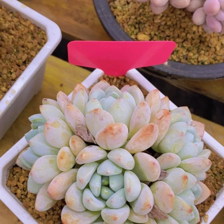 多肉植物，开心多肉