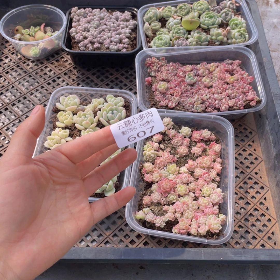 囍*云糖心多肉植物607