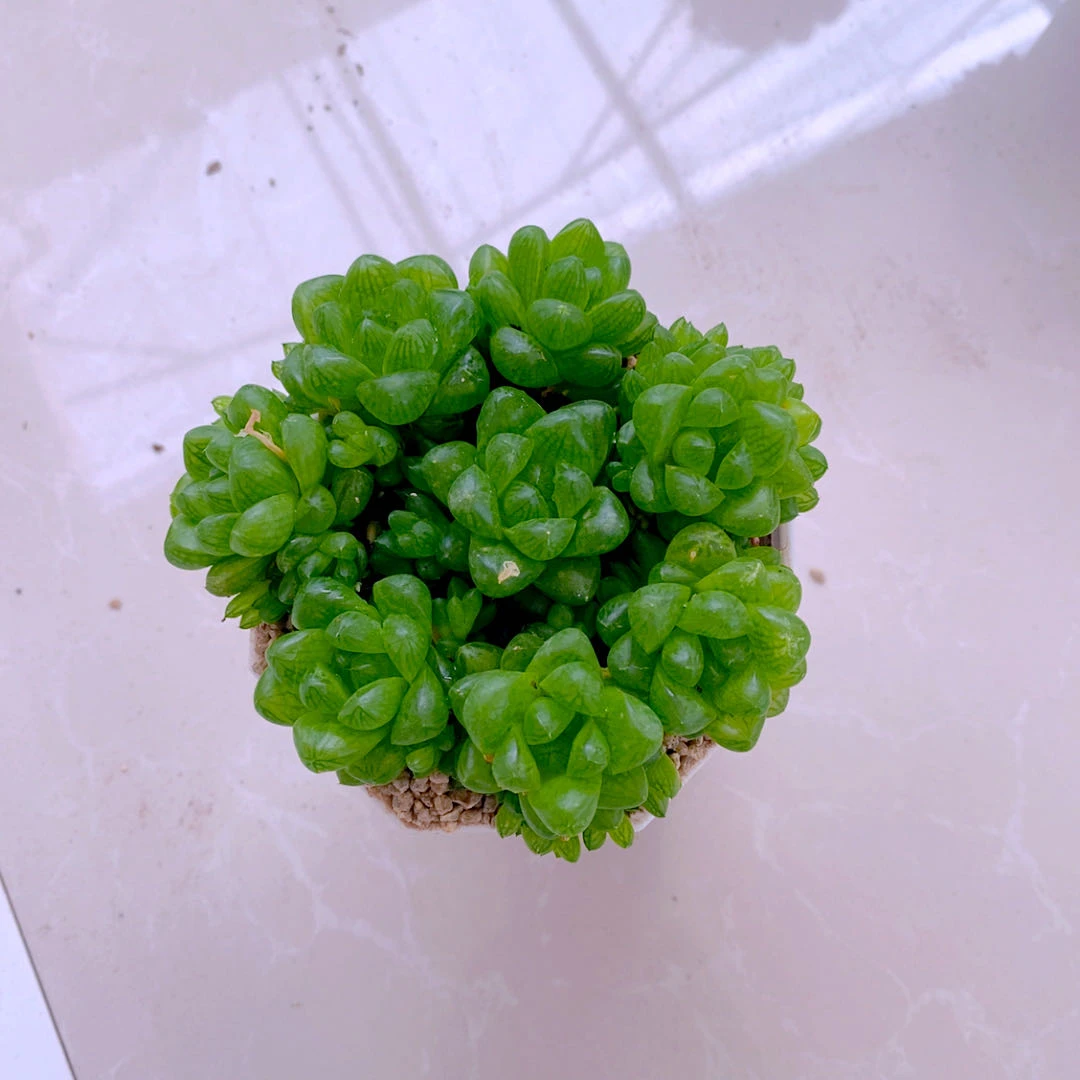 多肉植物组八水晶玉露送八角盆土(3到4厘米)多肉盆栽