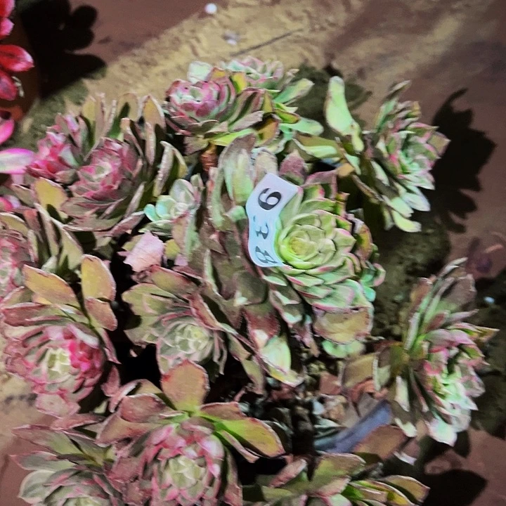 938莲花多肉植物处理不售后