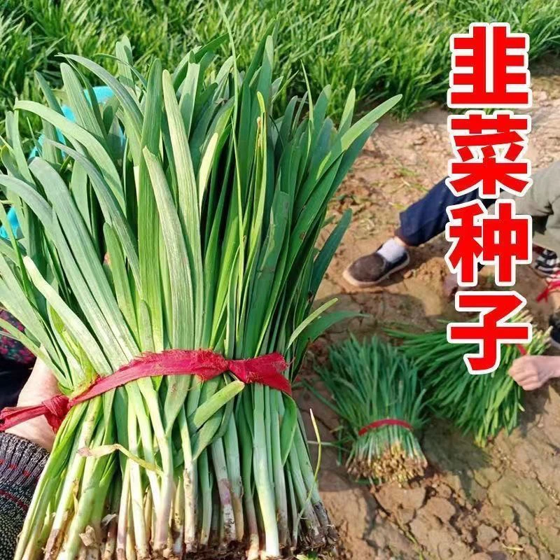 【全店满5包包邮】白根韭菜种子四季播种阳台庭院多次收割易种