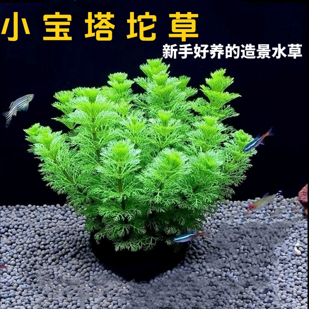 小宝塔坨草新手懒人专用耐活好养适合鱼缸造景增氧净化水质