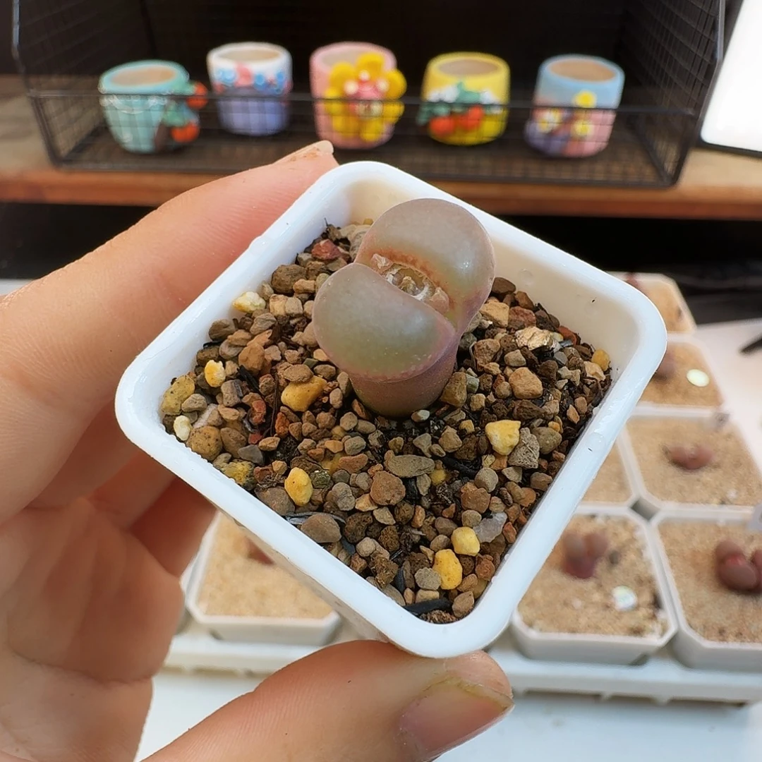 多肉植物福利肉锥398