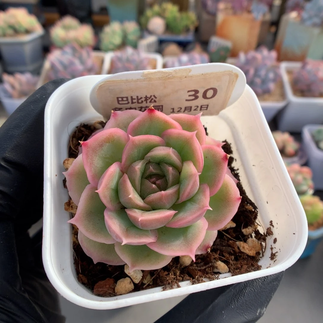 30 水晶虾饺多肉多肉