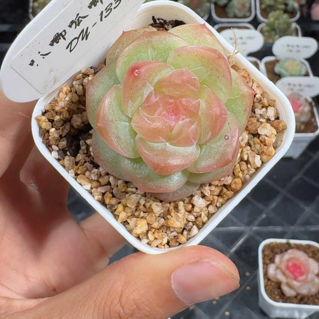 0927-133-清晖单头