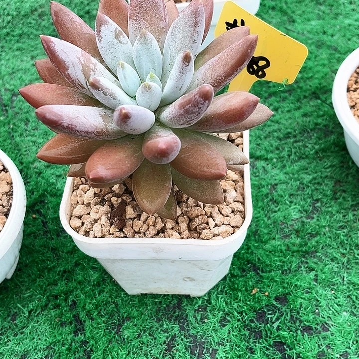 老桩88号码牌子的话