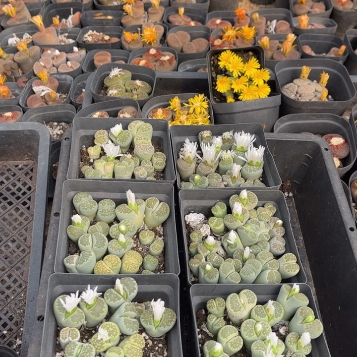 十方杯绿福来888888888