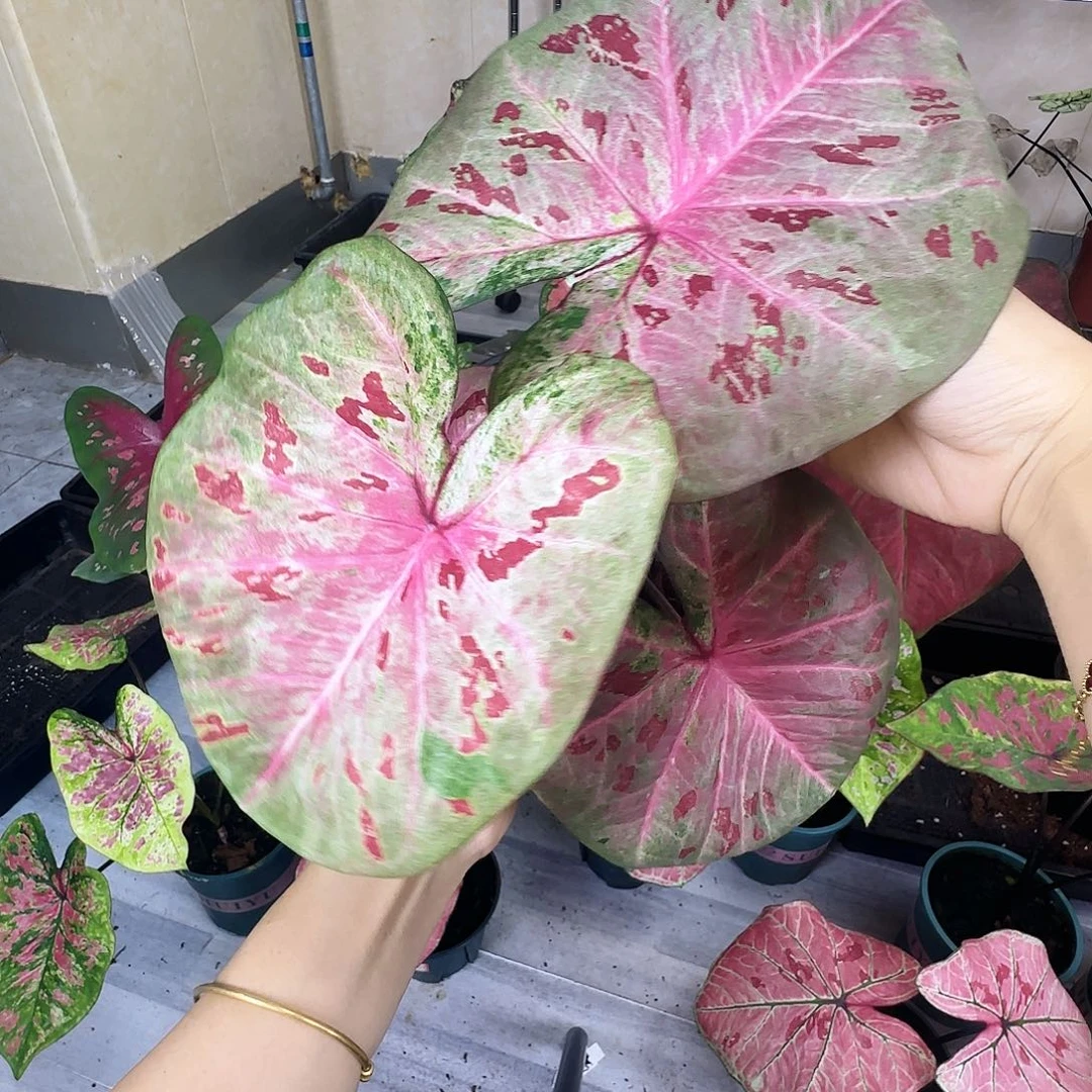 完全开放     65芭提雅