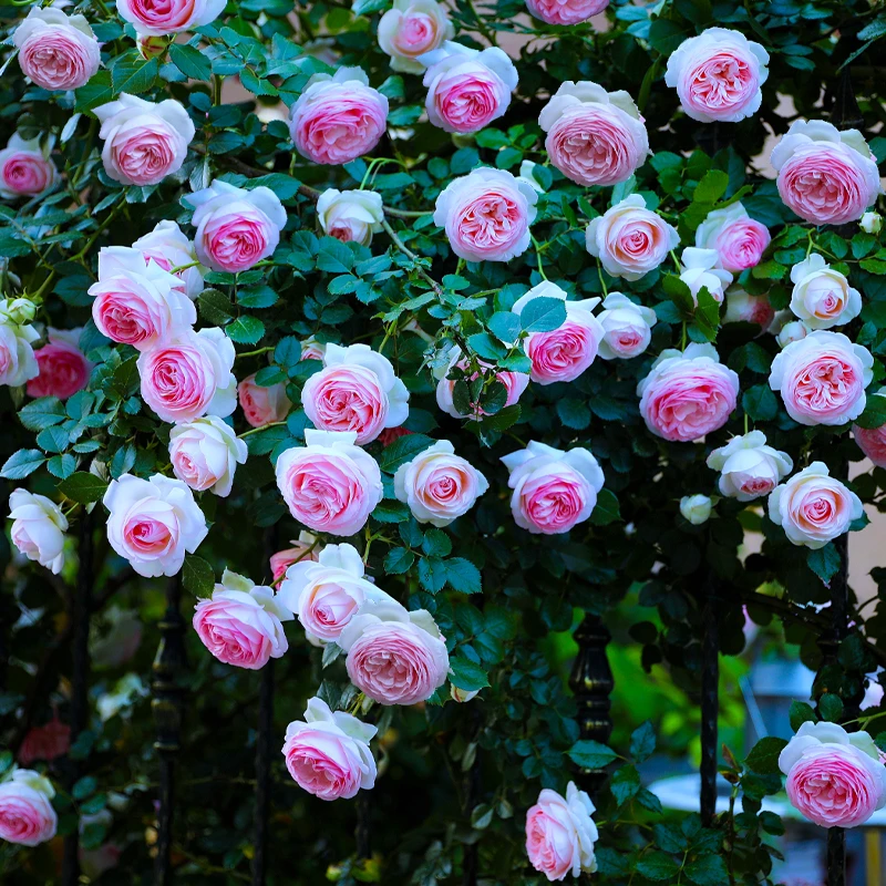 爆品【粉色龙沙宝石】顺风包邮藤本月季花大苗盆栽四季开花