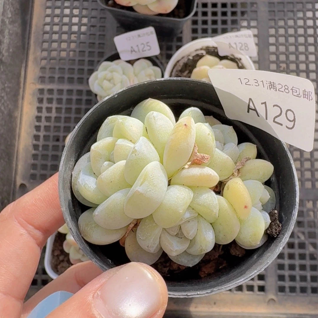 杂交冰玉白透体一颗