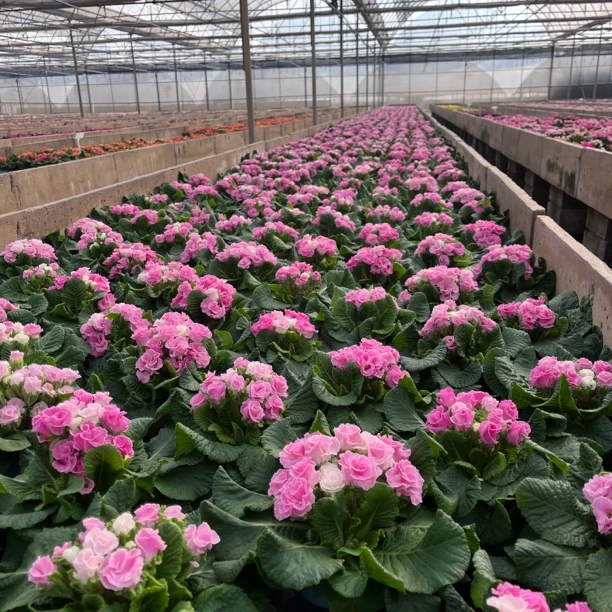 云南香水玫瑰报春花盆栽花期长（5度一下拍保温棉否则冻坏不售后）