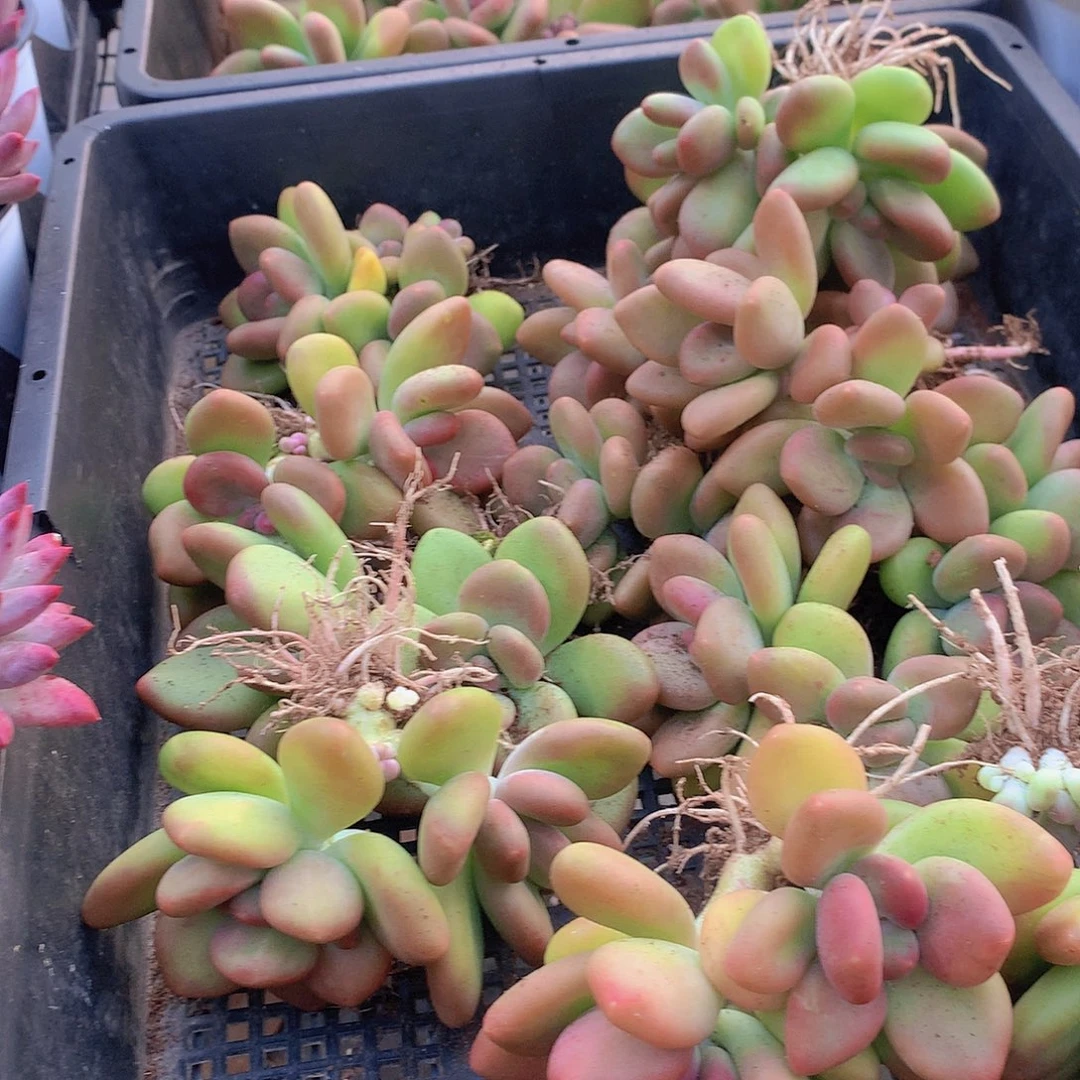 芒果奶3466789999000000