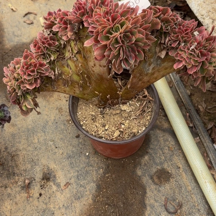 洛神坠多肉处理不包断头1966